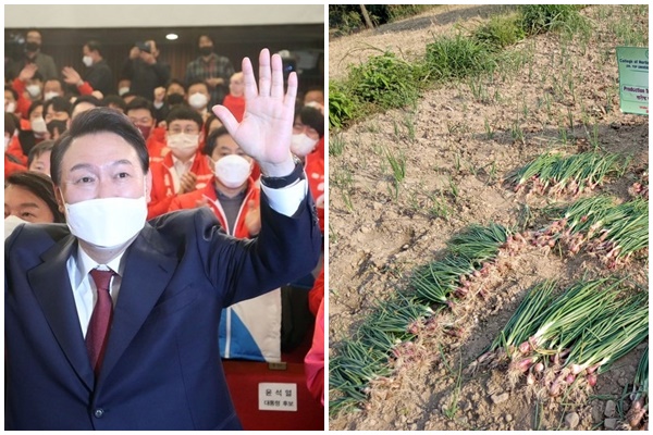 Why did green onion become an election issue in South Korea's parliamentary elections know the entire controversy and reason for the protest