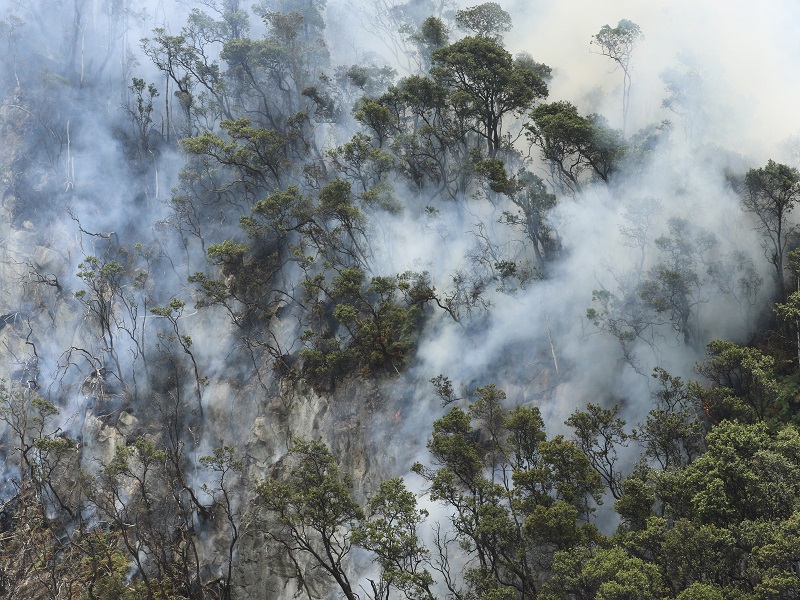 The fire in the forests of Uttarakhand is taking a severe form.