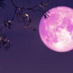 pink moon