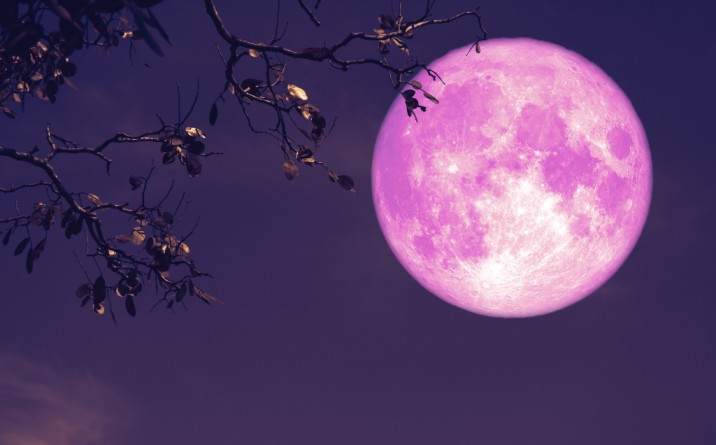 pink moon