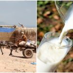 Gujarat man earning lakhs by selling donkey milk why is it sold so expensive explained