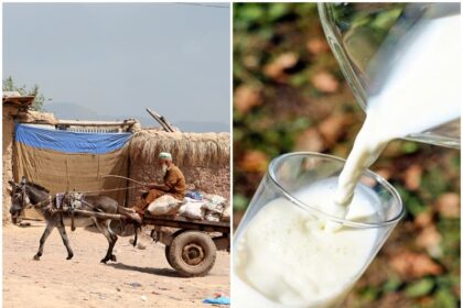 Gujarat man earning lakhs by selling donkey milk why is it sold so expensive explained