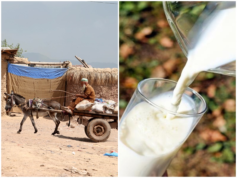 Gujarat man earning lakhs by selling donkey milk why is it sold so expensive explained