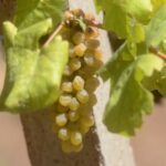 Tamil Nadu's grape farmers are in trouble there is a possibility of more than 80 percent decline in yield due to extreme heat