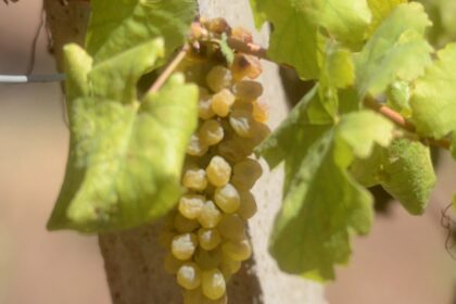 Tamil Nadu's grape farmers are in trouble there is a possibility of more than 80 percent decline in yield due to extreme heat
