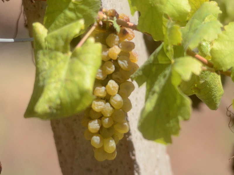 Tamil Nadu's grape farmers are in trouble there is a possibility of more than 80 percent decline in yield due to extreme heat