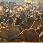 Pushkar: Camels at Pushkar animal fair on Nov 17, 2015. (Photo: IANS)