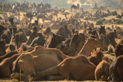 Pushkar: Camels at Pushkar animal fair on Nov 17, 2015. (Photo: IANS)