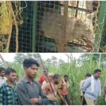 Forest department came up with a new trick colorful teddy bear to catch the man-eating wolf in Bahraich UP