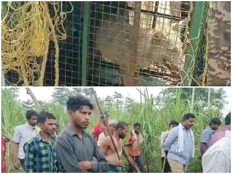 Forest department came up with a new trick colorful teddy bear to catch the man-eating wolf in Bahraich UP