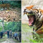 25 out of 75 tigers missing from Rajasthan Ranthambore Tiger Reserve in one year investigation committee formed