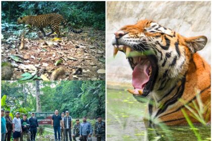 25 out of 75 tigers missing from Rajasthan Ranthambore Tiger Reserve in one year investigation committee formed