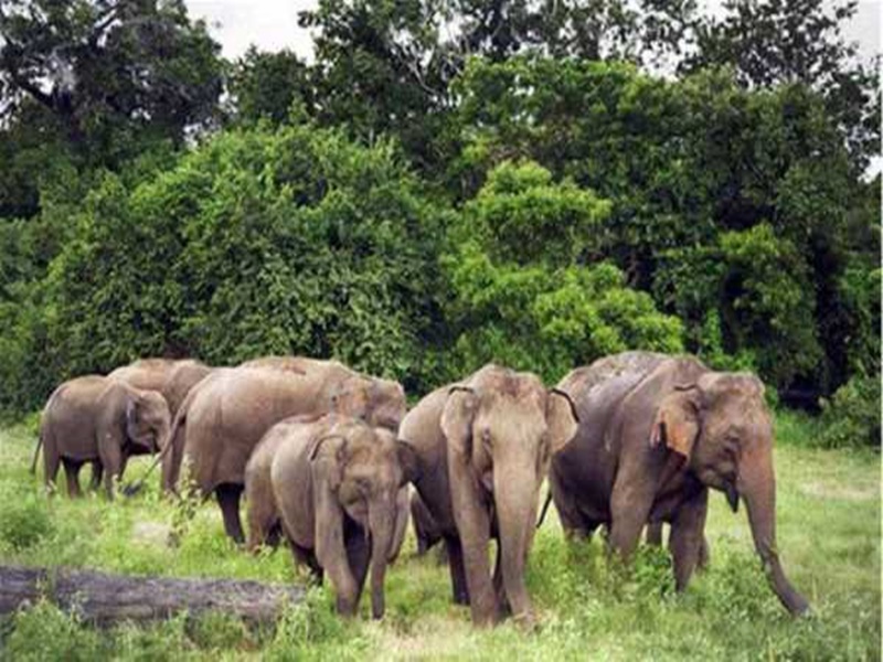 What is reason behind death of 10 elephants in Bandhavgarh Tiger Reserve of Madhya Pradesh fungus-infected kodo grain