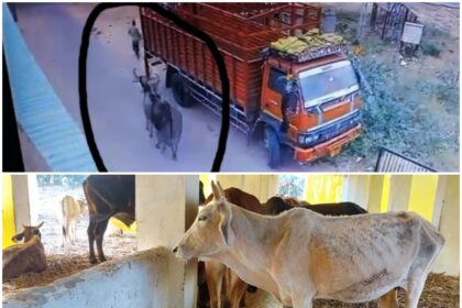 New initiative started in UP for the safety of stray cattle, prevention from accidents by installing reflective strips