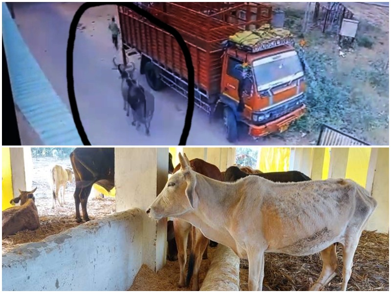 New initiative started in UP for the safety of stray cattle, prevention from accidents by installing reflective strips