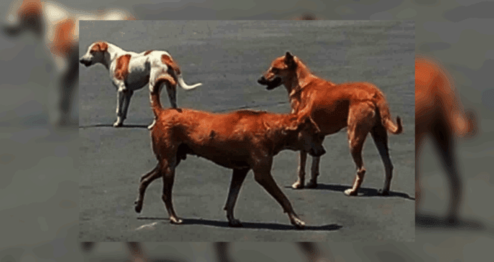आवार कुत्तों