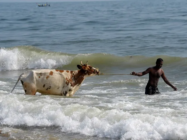 COW-22